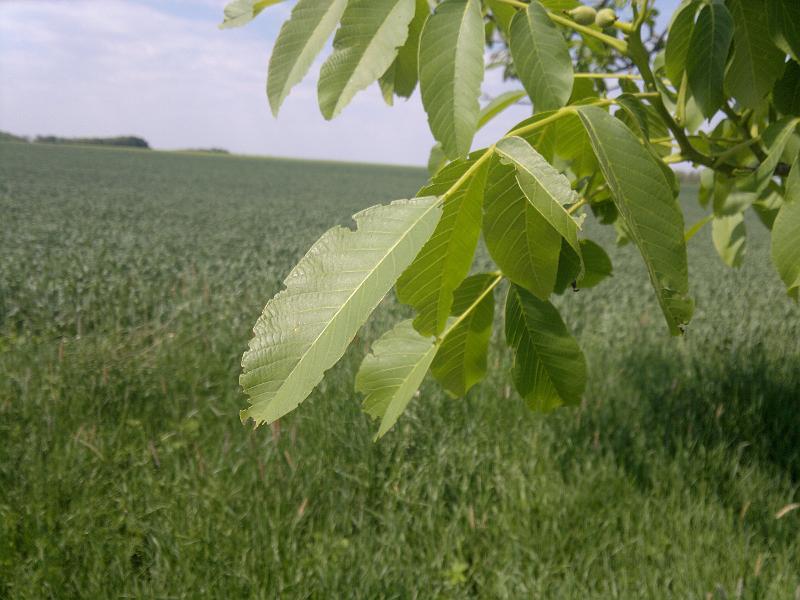 2012-05-12-1254.jpg