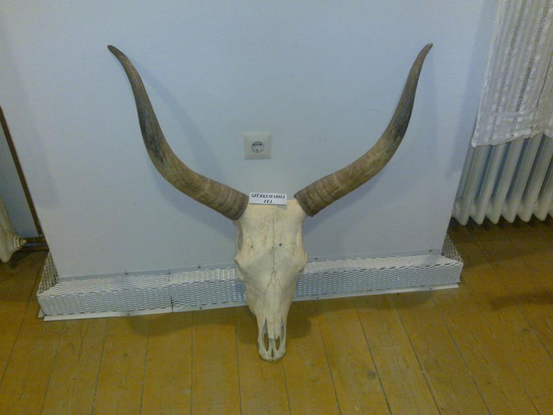 20081129919.jpg