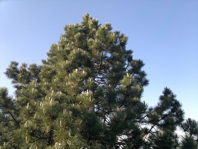 20110506794.jpg